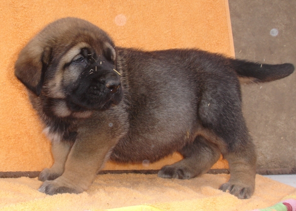 Puppy 1 month - born 19.03.2011
Kimbo X Yeza de Abelgas

Keywords: puppyspain canencia