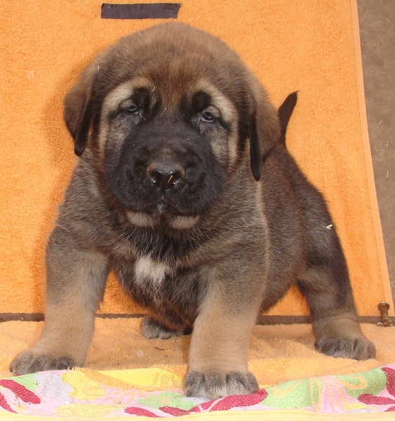 Puppy 1 month - born 19.03.2011
Kimbo X Yeza de Abelgas



Keywords: puppyspain canencia