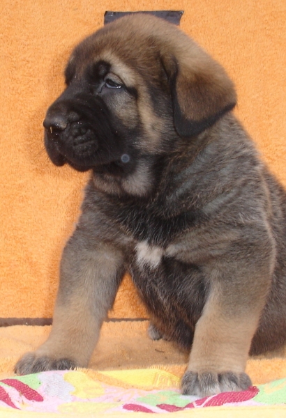 Puppy 1 month - born 19.03.2011
Kimbo X Yeza de Abelgas

Keywords: puppyspain canencia