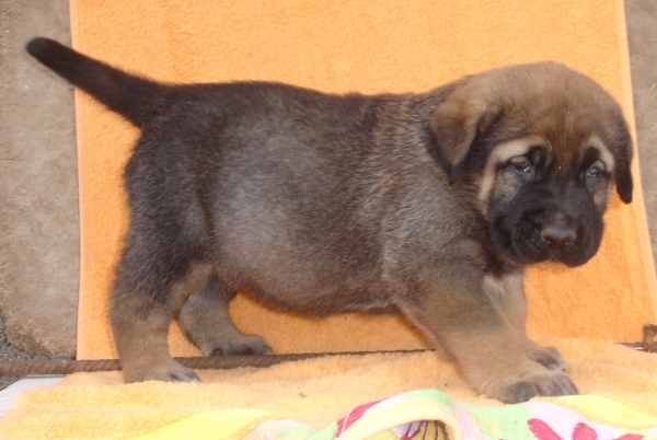 Puppy 1 month - born 19.03.2011
Kimbo X Yeza de Abelgas

Keywords: puppyspain canencia