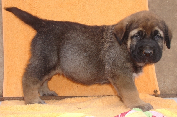 Puppy 1 month - born 19.03.2011
Kimbo X Yeza de Abelgas

Keywords: puppyspain canencia