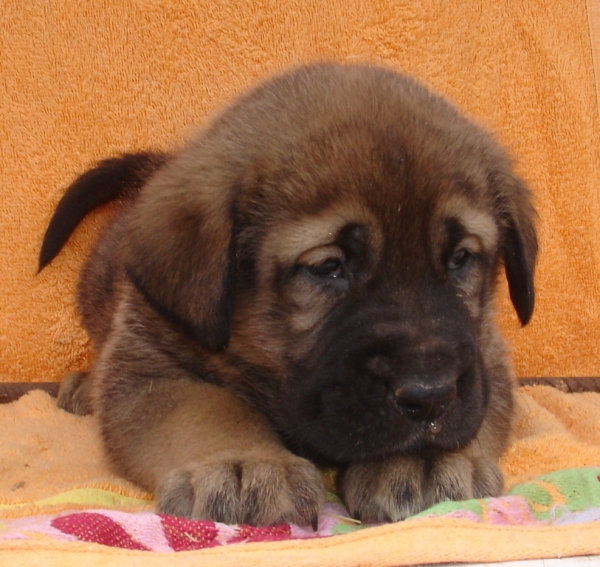 Puppy 1 month - born 19.03.2011
Kimbo X Yeza de Abelgas

Keywords: puppyspain canencia