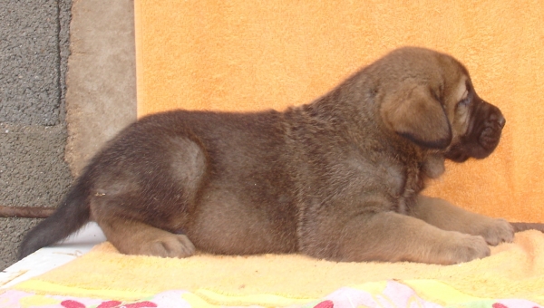 Puppy 1 month - born 19.03.2011
Kimbo X Yeza de Abelgas

Mots-clés: puppyspain canencia