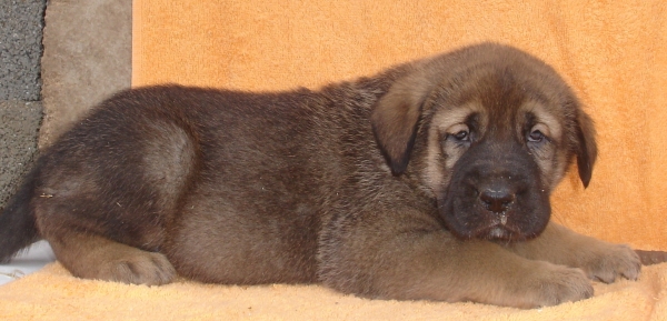 Puppy 1 month - born 19.03.2011
Kimbo X Yeza de Abelgas

Keywords: puppyspain canencia