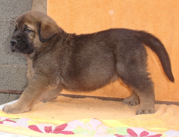 Puppy 1 month - born 19.03.2011
Kimbo X Yeza de Abelgas

Keywords: puppyspain canencia