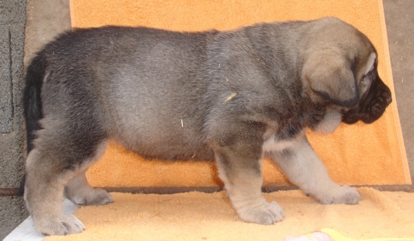 Puppy 1 month - born 19.03.2011
Kimbo X Yeza de Abelgas

Keywords: puppyspain canencia