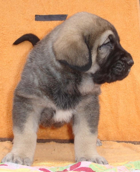 Puppy 1 month - born 19.03.2011
Kimbo X Yeza de Abelgas

Keywords: puppyspain canencia