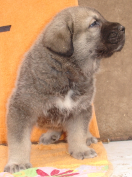 Puppy 1 month - born 19.03.2011
Kimbo X Yeza de Abelgas

Keywords: puppyspain canencia