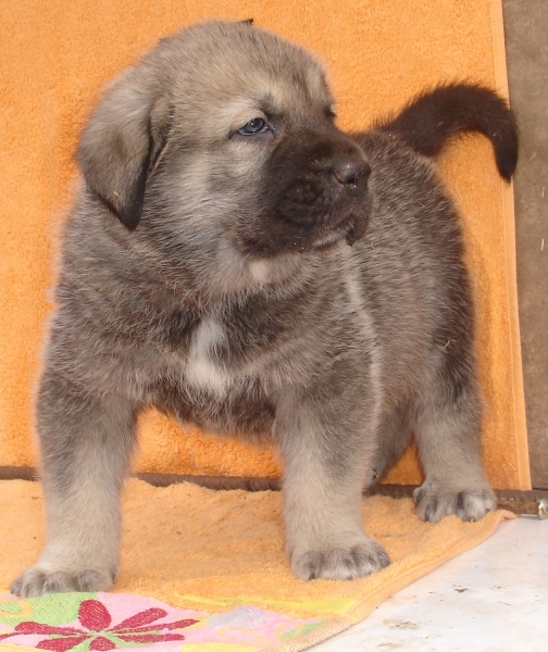 Puppy 1 month - born 19.03.2011
Kimbo X Yeza de Abelgas

Keywords: puppyspain canencia