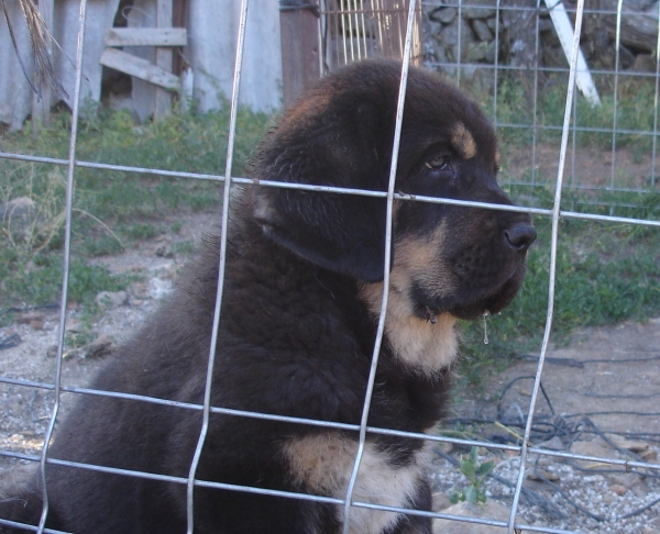 Duna Negra de Puerto Canencia
Kimbo x Linaza de Filandon
