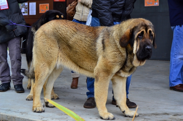 Circe de Puerto Canencia - 13 meses en Viana de cega 2012
(Kimbo x Yeza de Abelgas)
Keywords: 2012 canencia