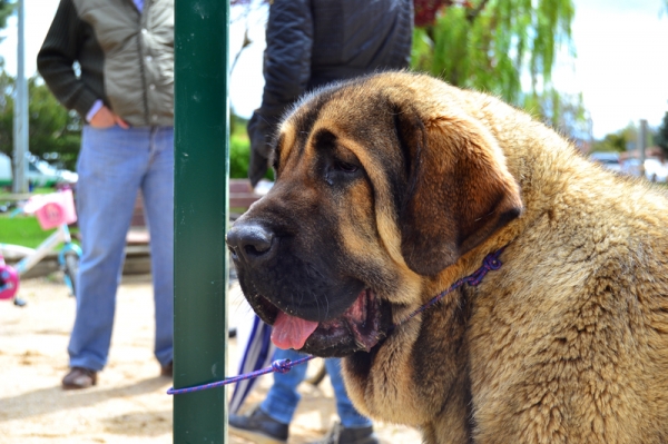 Circe de Puerto Canencia
13 meses (Kimbo x Yeza de Abelgas)
Keywords: head portrait cabeza