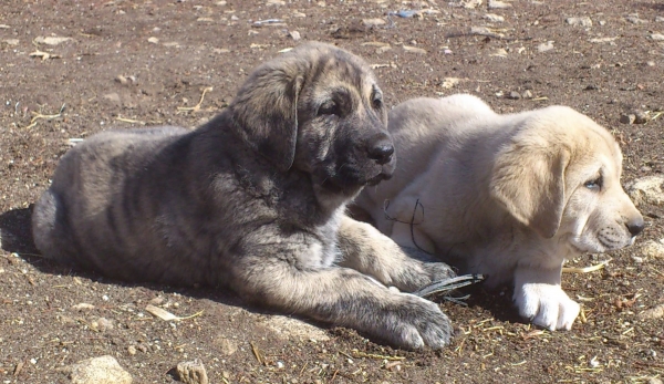 Cachorros de 50 dias
Kimbo x Colada
Keywords: canencia