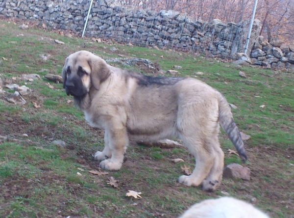 Ejecutor de Puerto canencia
Keywords: puppyspain