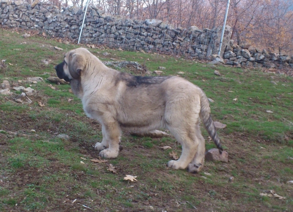 Ejecutor de Puerto Canencia 
Mañana cumple tres meses
Kimbo x Colada
Mots-clés: puppyspain canencia