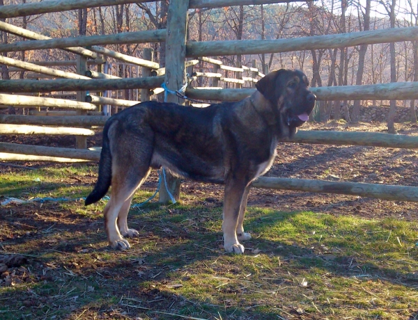 Aslan de Puerto Canencia 13 meses
Keywords: canencia