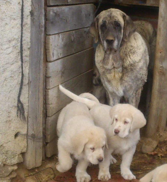 Colada y algunos de sus cachorros
Keywords: canencia