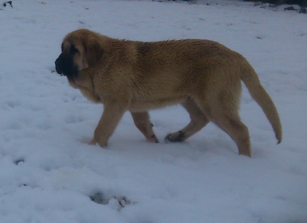 Odin de Puerto Canencia
Baruc x Circe
5 meses y medio
Hermano de Icaro
Keywords: puppyspain canencia
