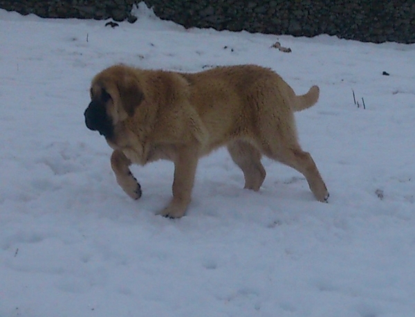 Odin de Puerto Canencia
Baruc x Circe
5 meses y medio
Hermano de Icaro
Keywords: puppyspain canencia