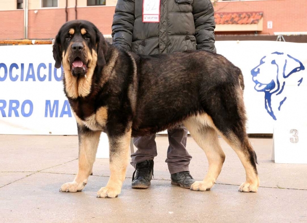 Duna Negra de Puerto Canencia: EXC en Viana de Cega 2012
Duna Negra de Puerto Canencia, 12 meses
(Kimbo x Linaza de Filandon)
Keywords: 2012 canencia