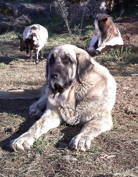 Colada 13 meses
