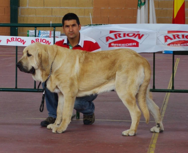 Baruc de Puerto Canencia 9 meses: Exc 1º Jovenes Mastin Español - Galapagar-Madrid 2011
Keywords: 2011 canencia