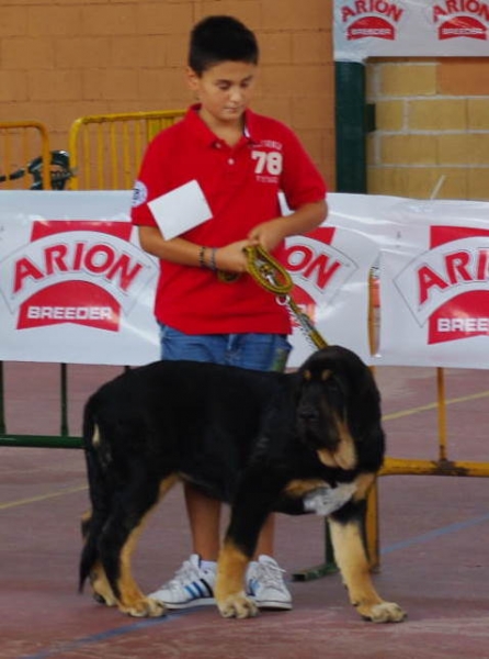 Duna Negra de Pueero Canencia 4 meses - Galapagar-Madrid 2011
Mejor muy cachorro Mastin Español
Mejor muy cachorro Grupo 2
Keywords: 2011 canencia