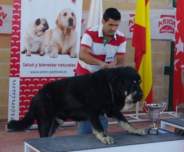 Kimbo 25 meses - Concurso Galapagar-Madrid 2011
Keywords: 2011 canencia