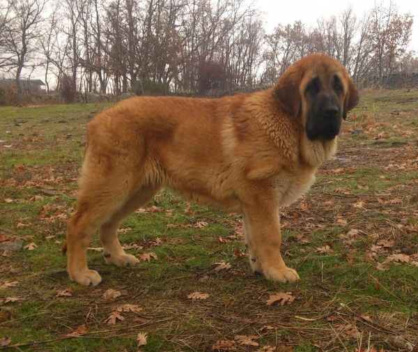 Icaro de Puerto Canencia, 4 meses
hijo de Baruc de Puerto Canencia y Circe de Puerto Canencia
Keywords: canencia