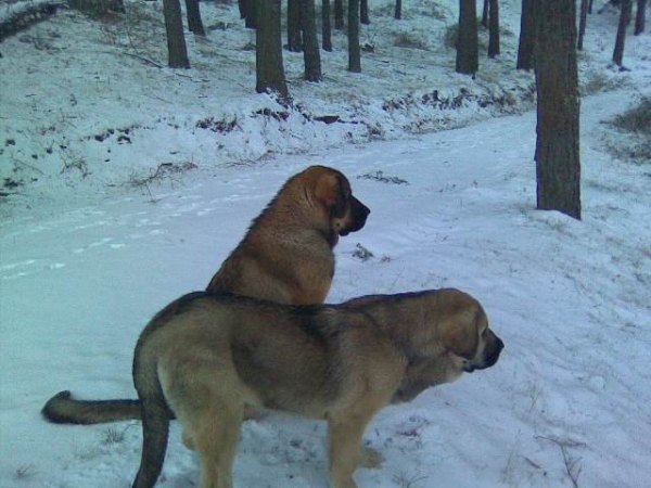 Loba y Yeza en canencia
Keywords: snow nieve