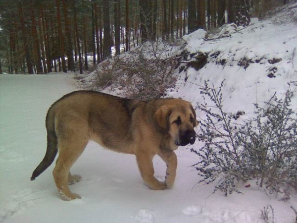 Loba 5 meses
Keywords: snow nieve