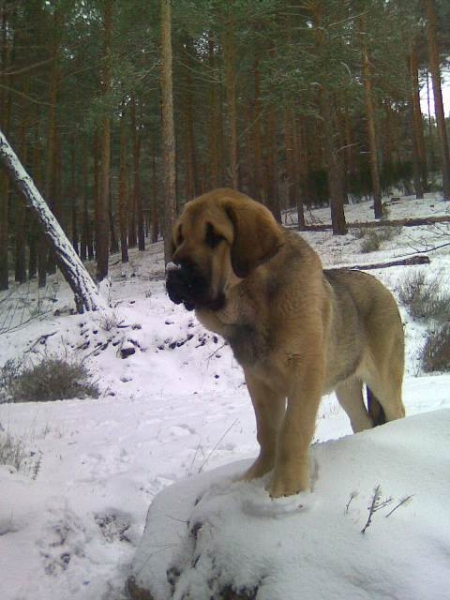 Loba en la nieve
Keywords: canencia