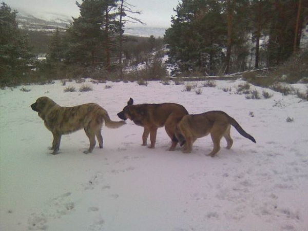 Colada, Yeza y Loba
Keywords: canencia