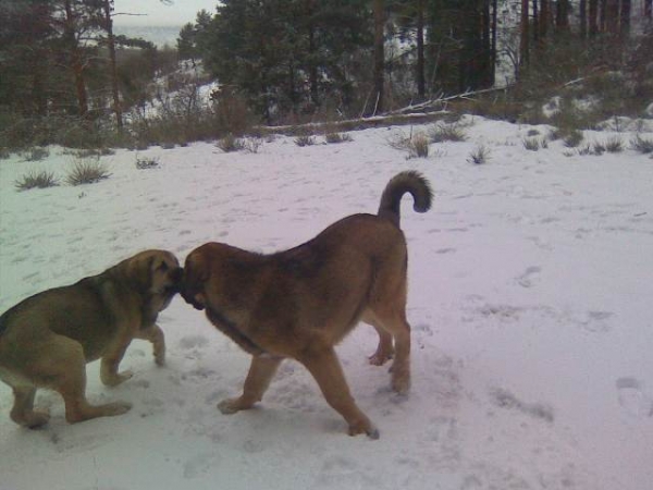 Yeza y Loba
Keywords: canencia