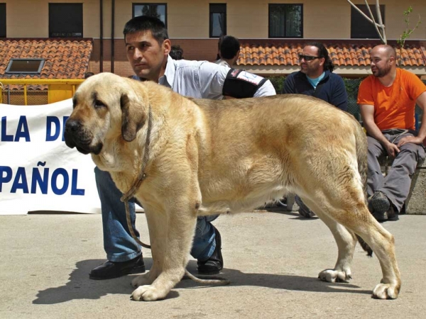 Loba de los Piscardos con 22 meses - en Viana de Cega 2011 
Keywords: canencia