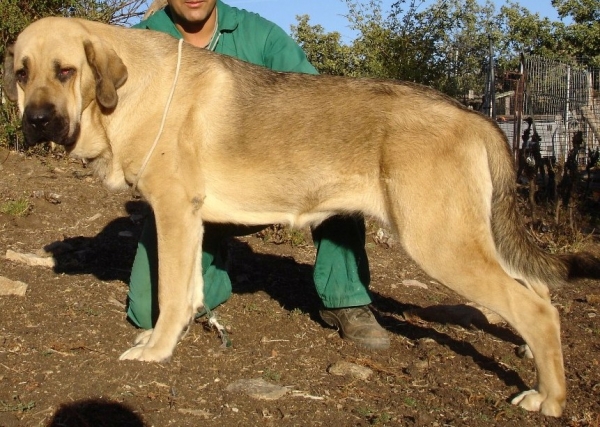 Loba  13 meses
Keywords: Puerto Canencia