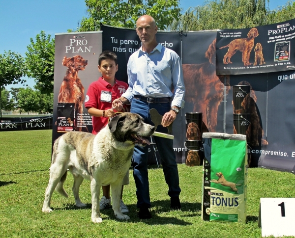 Exc1º clase veteranos, Vegellina 2011
Orco, mastin veterano
