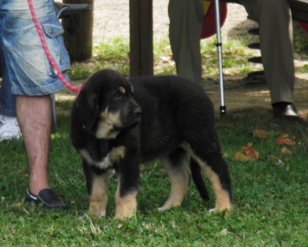 Duna Negra de Puerto Canencia, 2 meses y medio
Duna negra en Veguellina de Orbigo
Kimbo x Linaza de filandon
Keywords: canencia