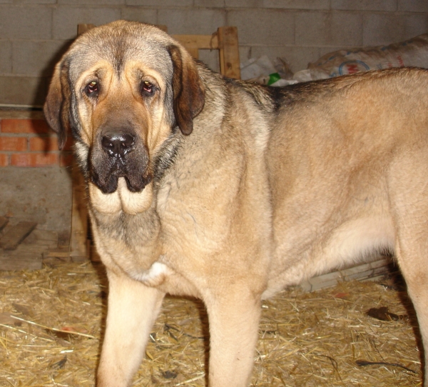 Yeza
Yeza de Abelgas (Tigre de Ab. x Recha de Buixonte)
