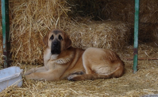 Canelo de los Zumbos 6 meses
Keywords: canencia