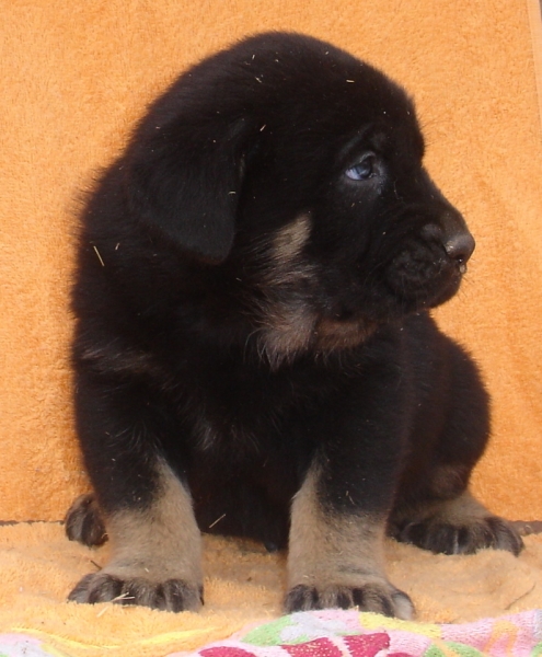 Puppy 1 month - born 19.03.2011
Kimbo X Yeza de Abelgas

Keywords: puppyspain canencia