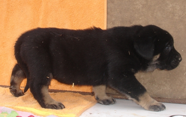 Puppy 1 month - born 19.03.2011
Kimbo X Yeza de Abelgas

Keywords: puppyspain canencia