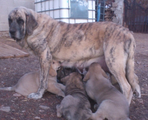 Colada y sus cachorros
Keywords: puppyspain