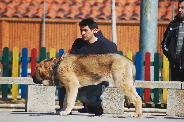 Loba en Viana de Cega 2010 con 7 meses
Keywords: 2010 canencia