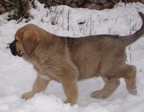 Cachorro de Puerto Canencia con 47dias
Cachorro de Ch. Morgan xColada 
Keywords: canencia