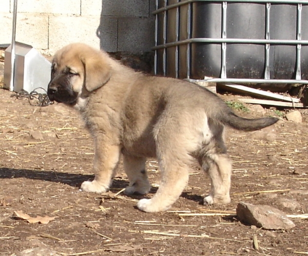 Hembra de 45 dias
Ch. Barco de Montes del Pardo x Loba de los Piscardos
Kľúčové slová: canencia