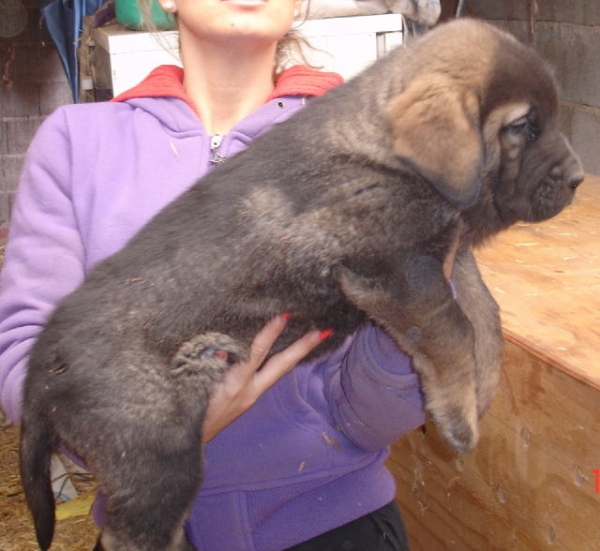 Henbra de 45 dias Baruc x Yeza
Cachorro de Baruc de Puerto Canencia y Yeza de Abelgas
Keywords: canencia