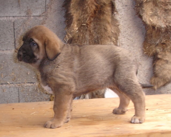 Cachorro de 45 dias (Baruc xYeza)
Cachorro de Baruc de Puerto Canencia y Yeza de Abelgas
Keywords: canencia