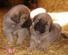 Filename=2dvv6hj.jpg
Filesize=881KiB
Dimensions=1600x1290
Date added=%529 %18, %2011 2dvv6hj.jpg