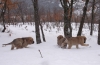 Filename=2gwx3q9.jpg
Filesize=130KiB
Dimensions=1024x668
Date added=%370 %31, %2011 2gwx3q9.jpg